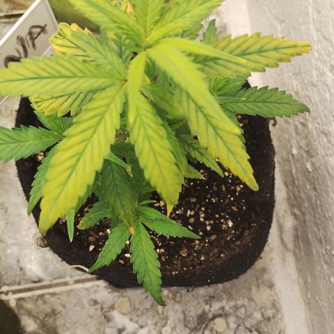 Ana growlog timeline photo