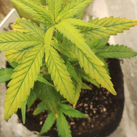 Ana growlog timeline photo