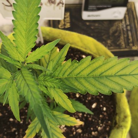 Joana growlog timeline photo