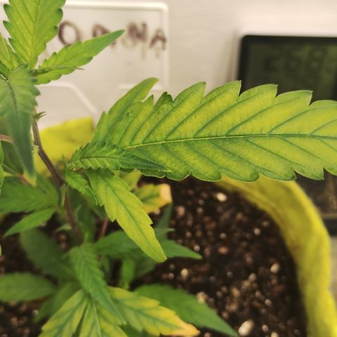 Joana growlog timeline photo