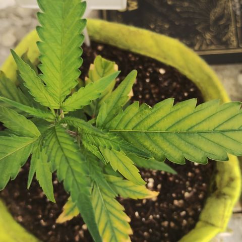 Joana growlog timeline photo