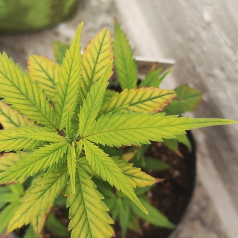 Ana growlog timeline photo