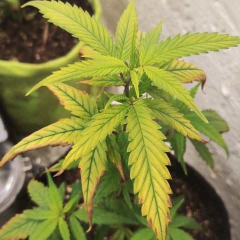 Ana growlog timeline photo