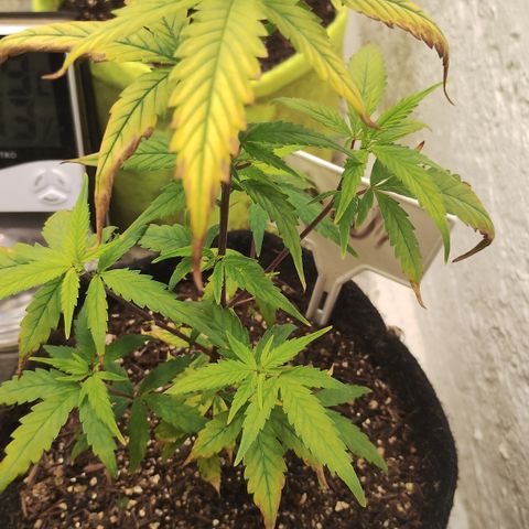 Ana growlog timeline photo