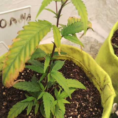Joana growlog timeline photo