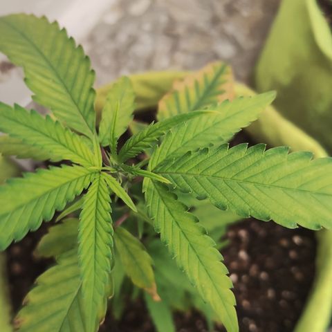 Joana growlog timeline photo