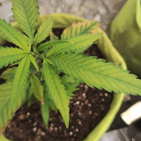 Joana growlog timeline photo
