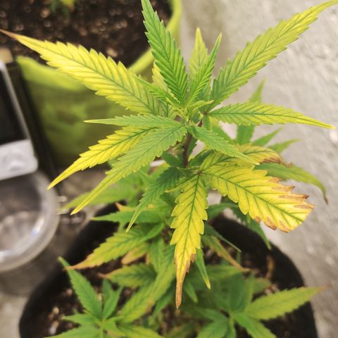 Ana growlog timeline photo