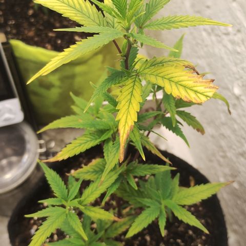 Ana growlog timeline photo