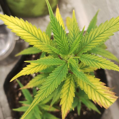 Ana growlog timeline photo