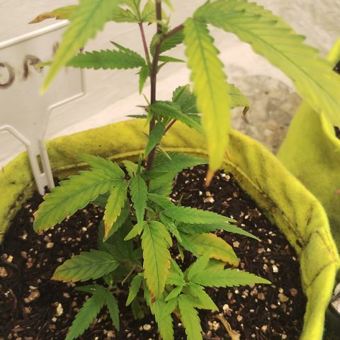 Joana growlog timeline photo