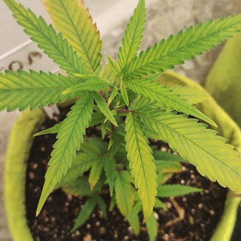 Joana growlog timeline photo