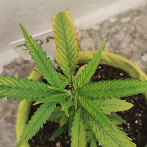 Joana growlog timeline photo