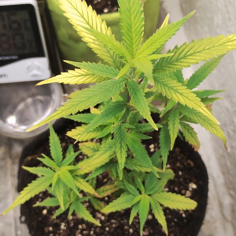 Ana growlog timeline photo