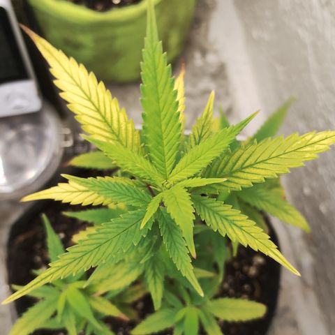 Ana growlog timeline photo