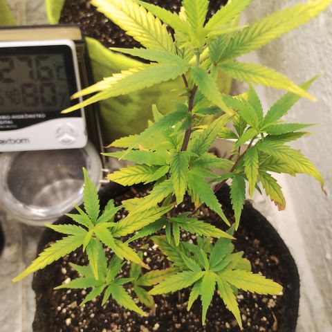 Ana growlog timeline photo
