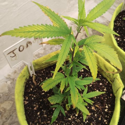 Joana growlog timeline photo