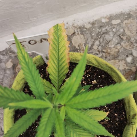 Joana growlog timeline photo