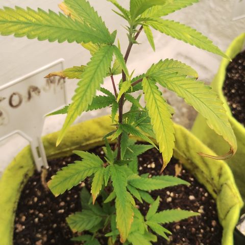 Joana growlog timeline photo