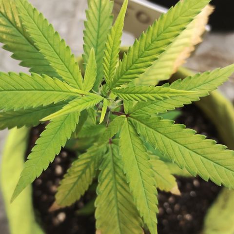 Joana growlog timeline photo