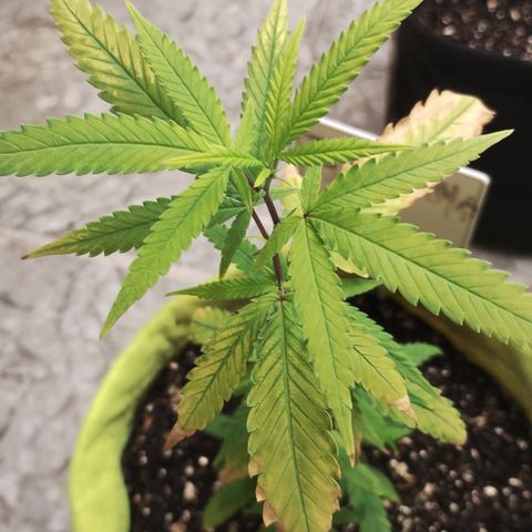Joana growlog timeline photo