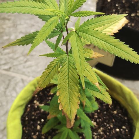 Joana growlog timeline photo