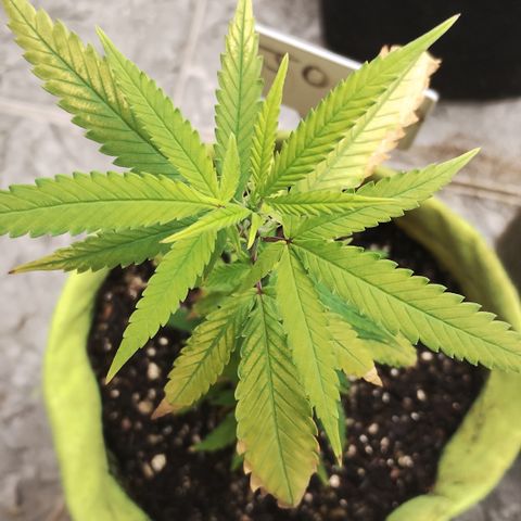 Joana growlog timeline photo