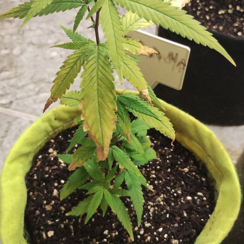 Joana growlog timeline photo
