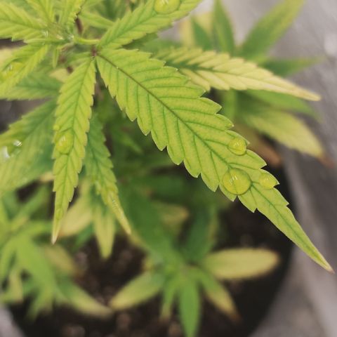 Ana growlog timeline photo