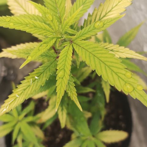 Ana growlog timeline photo