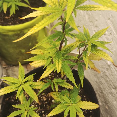 Ana growlog timeline photo