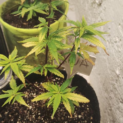 Ana growlog timeline photo