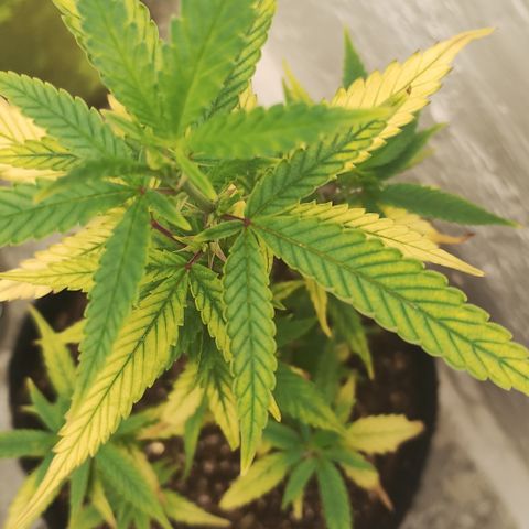 Ana growlog timeline photo