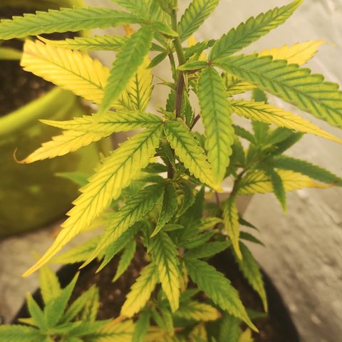 Ana growlog timeline photo