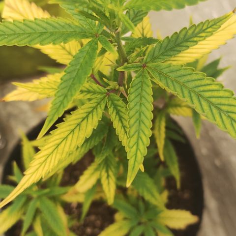 Ana growlog timeline photo