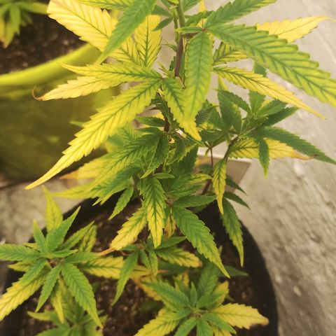 Ana growlog timeline photo