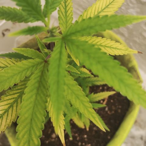 Joana growlog timeline photo