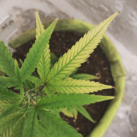 Joana growlog timeline photo