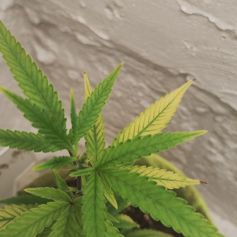 Joana growlog timeline photo