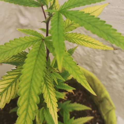 Joana growlog timeline photo