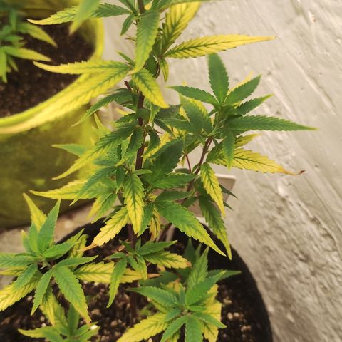 Ana growlog timeline photo