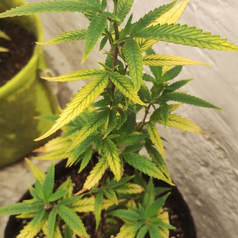 Ana growlog timeline photo