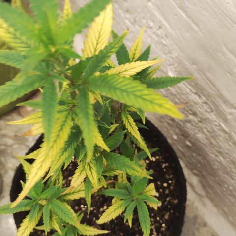 Ana growlog timeline photo