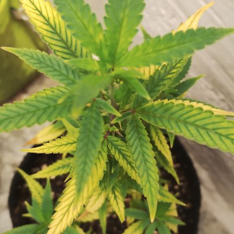 Ana growlog timeline photo