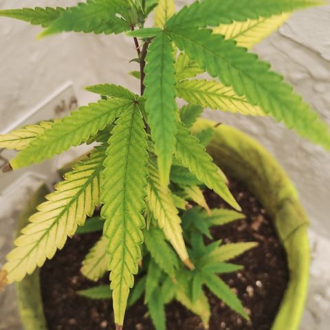 Joana growlog timeline photo