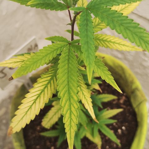 Joana growlog timeline photo