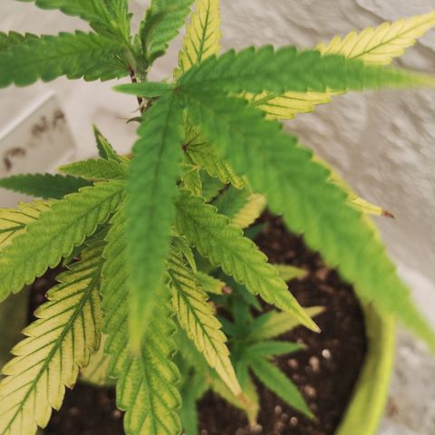 Joana growlog timeline photo