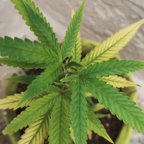 Joana growlog timeline photo