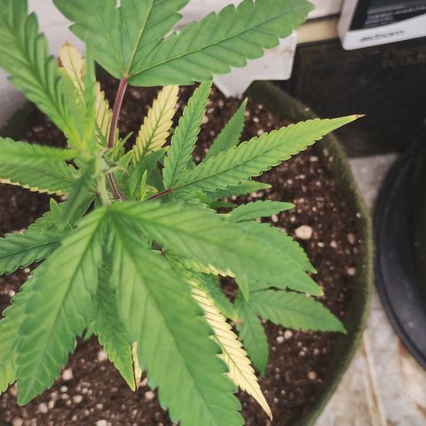 Joana growlog timeline photo