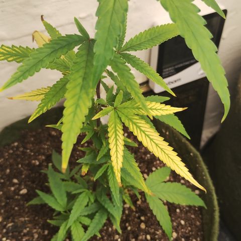 Joana growlog timeline photo